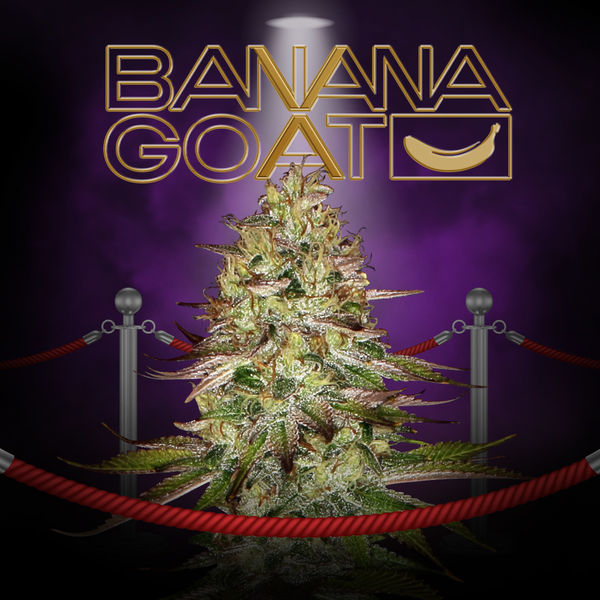 Banana GOAT (T.H. Seeds x Zamnesia Seeds) feminisiert