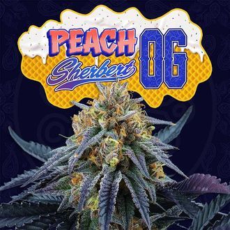 Peach Sherbert OG (Perfect Tree) feminisiert Peach Sherbert OG (Perfect Tree) feminisiert