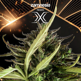 X (Zamnesia Seeds) Feminisiert