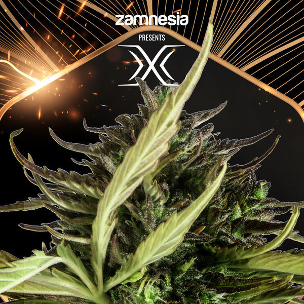 X (Zamnesia Seeds) Feminisiert