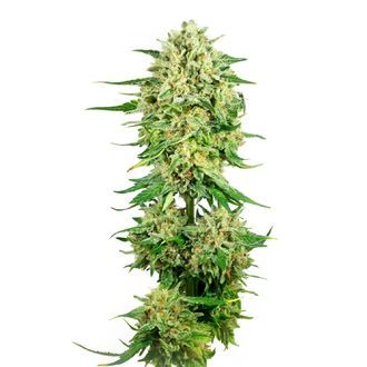 Royal Choco (Amsterdam Genetics) feminisiert Royal Choco (Amsterdam Genetics) feminisiert