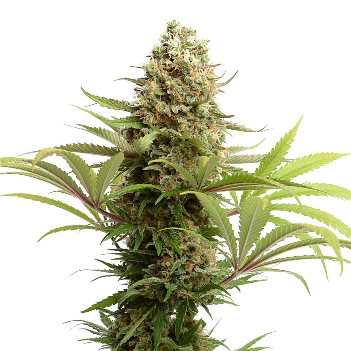 Oldschool Hazy Jones Feminisiert (Connoisseur Genetics)