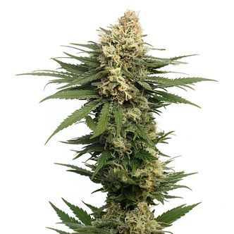 Dynamighty Automatic (Amsterdam Genetics) feminisiert