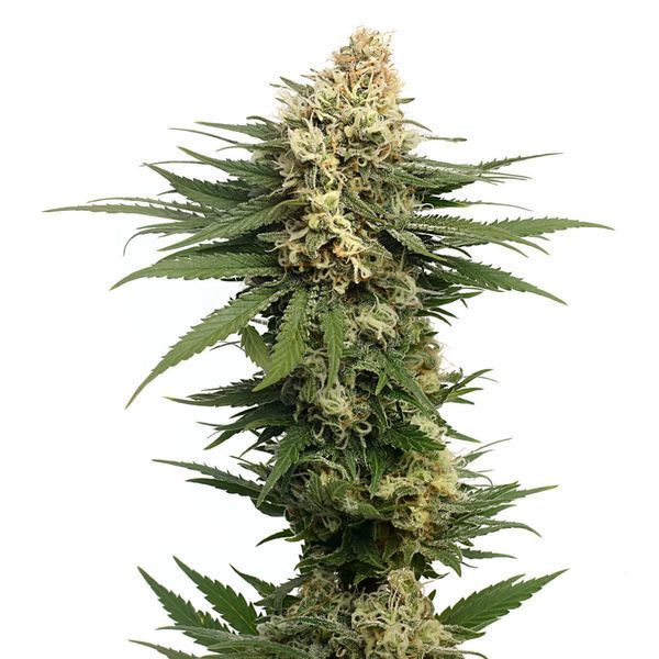 Dynamighty Automatic (Amsterdam Genetics) feminisiert
