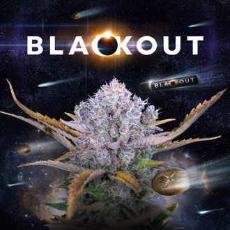 Blackout Automatic (FastBuds x Zamnesia Seeds) feminisiert