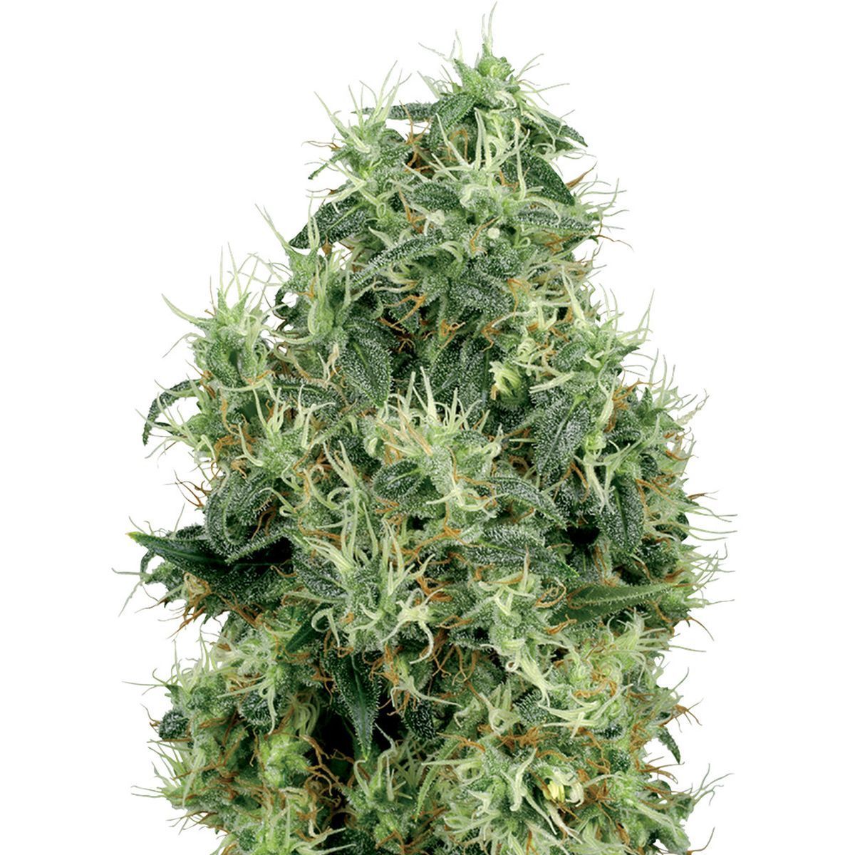 White Gold Feminisiert (Sensi Seeds White Label)