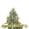 Agartha (Super Strains) feminisiert