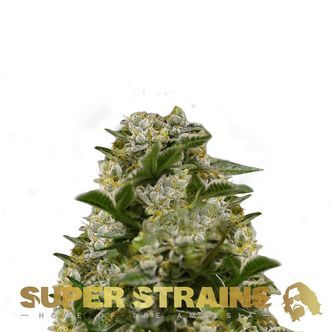 Ibiza Farmers (Super Strains) feminisiert