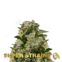 Ibiza Farmers (Super Strains) feminisiert