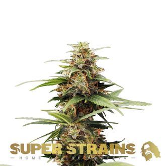Hermana de la Noche (Super Strains) feminisiert Hermana de la Noche (Super Strains) feminisiert