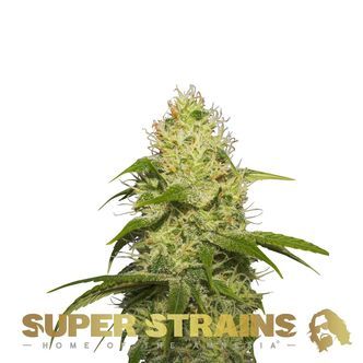 La Jefa (Super Strains) feminisiert