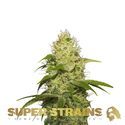 La Jefa (Super Strains) feminisiert