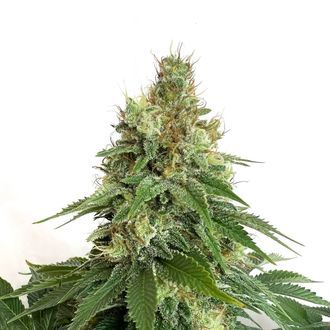 Double Blue (Amsterdam Genetics) feminisiert Double Blue (Amsterdam Genetics) feminisiert