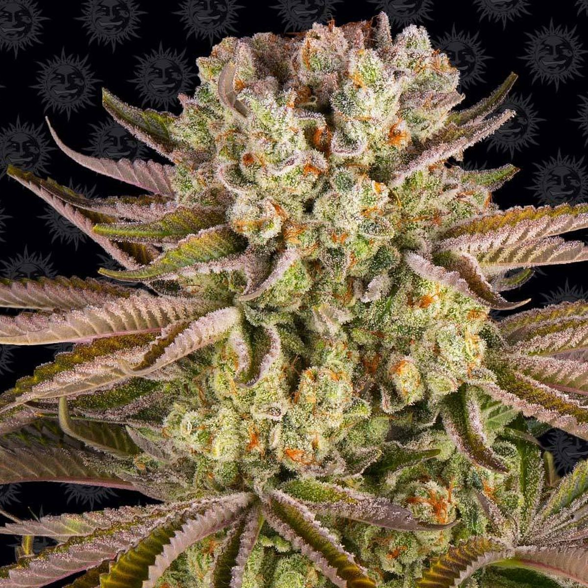 Pineapple Express Feminisiert (Barney's Farm)