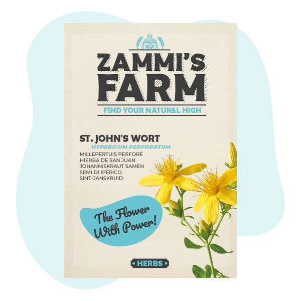 Johanniskrautsamen (Hypericum perforatum)