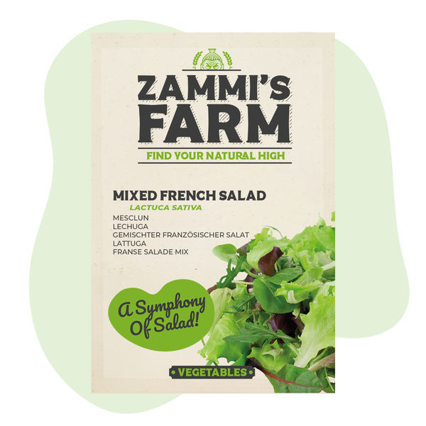 Gemischter Gartensalat (Lactuca sativa) Samen