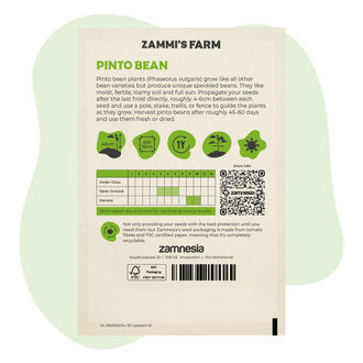 Pintobohne (Phaseolus vulgaris Pinto Group) Samen