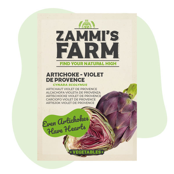 Artischocke 'Violet de Provence' (Cynara Scolymus) Samen