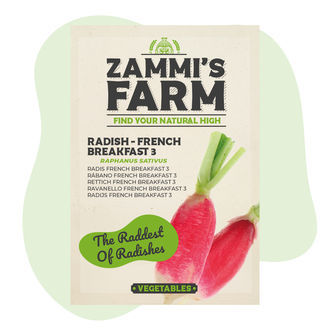 Radieschen 'French Breakfast 3' (Raphanus sativus) Samen