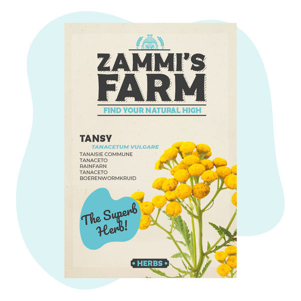 Rainfarn (Tanacetum vulgare) Samen