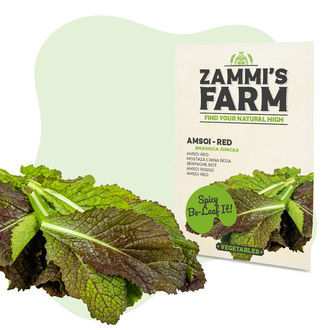 Amsoi Rot (Brassica juncea var.rugosa) Samen Amsoi Rot (Brassica juncea var.rugosa) Samen