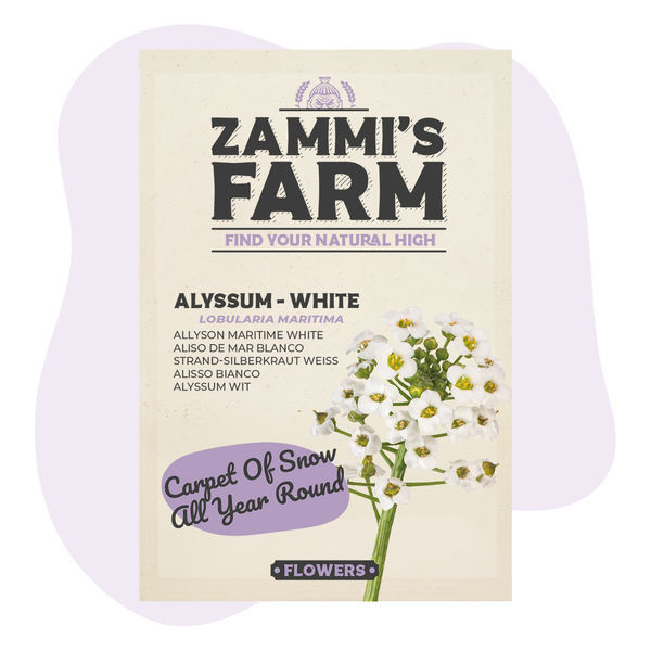 Steinkraut (Lobularia maritima) Samen