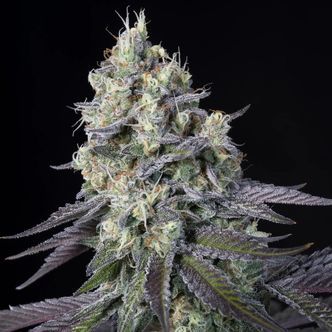 Purple Mints (Paradise Seeds) feminisiert