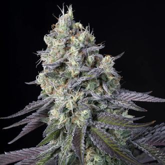 Purple Mints (Paradise Seeds) feminisiert Purple Mints (Paradise Seeds) feminisiert