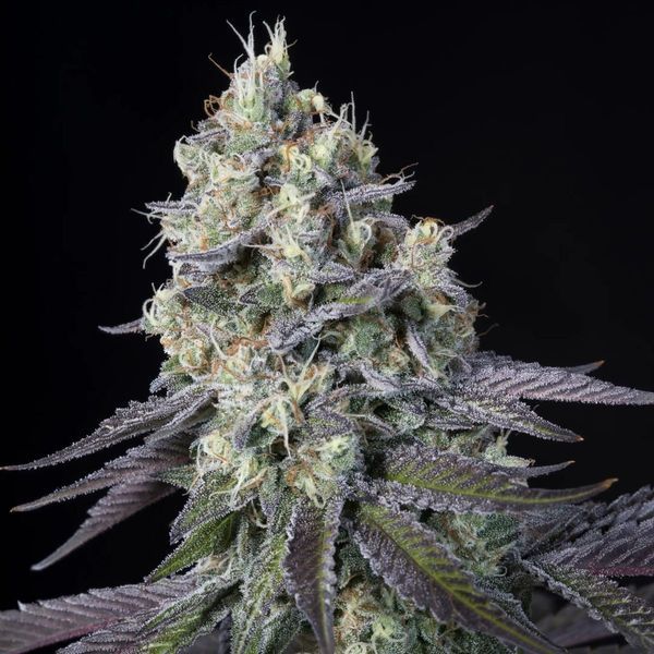Purple Mints (Paradise Seeds) feminisiert