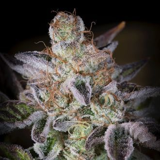 Sweetopia (Paradise Seeds) feminisiert Sweetopia (Paradise Seeds) feminisiert