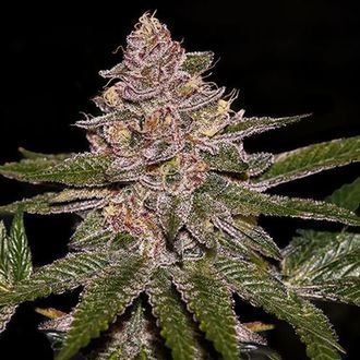 Radical Juice (Ripper Seeds) feminisiert Radical Juice (Ripper Seeds) feminisiert