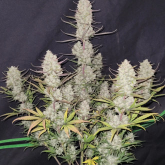Tropicana Cookies Auto (FastBuds) feminisiert