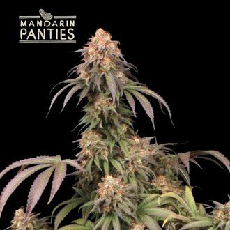 Mandarin Panties (Seedstockers) feminisiert Mandarin Panties (Seedstockers) feminisiert