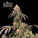 Mandarin Panties (Seedstockers) feminisiert