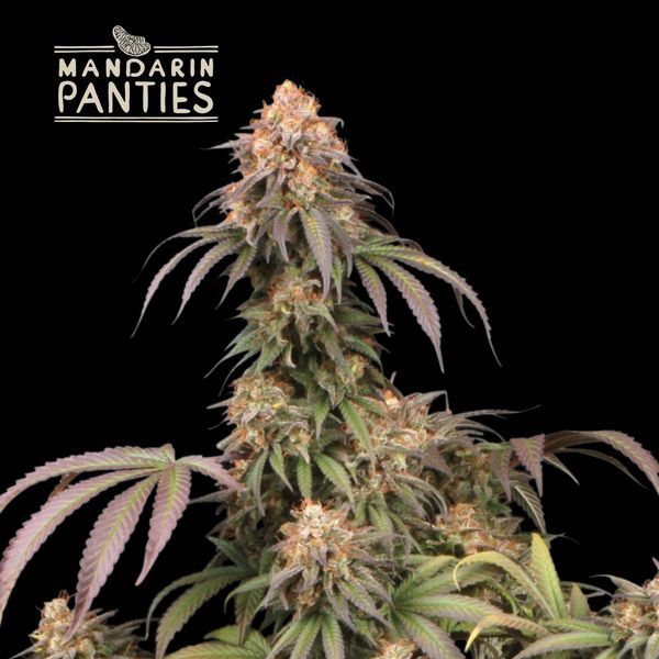 Mandarin Panties (Seedstockers) feminisiert