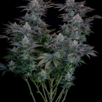 Gorilla Cookies FF (FastBuds) feminisiert