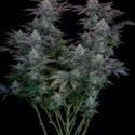 Gorilla Cookies FF (FastBuds) feminisiert
