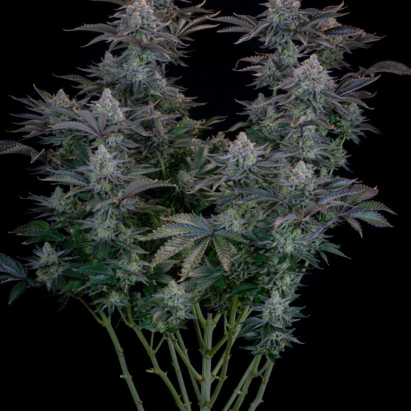 Gorilla Cookies FF (FastBuds) feminisiert