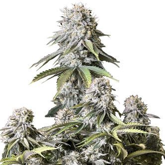 Orange Sherbet FF (FastBuds) feminisiert