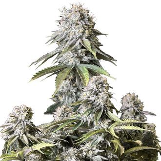 Orange Sherbet FF (FastBuds) feminisiert