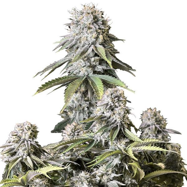 Orange Sherbet FF (FastBuds) feminisiert