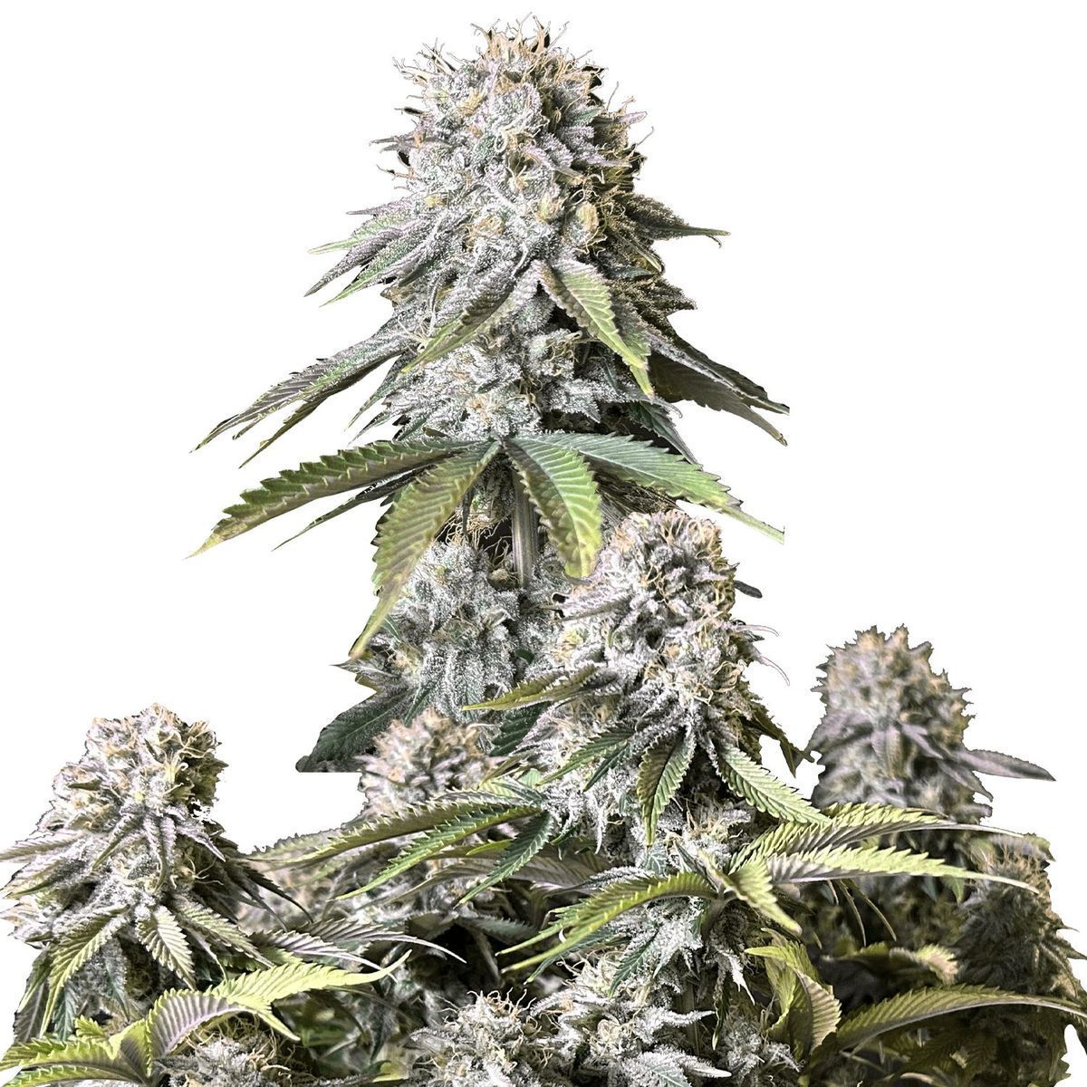 Orange Sherbet FF (FastBuds) feminisiert