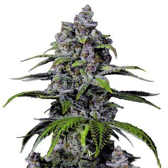 Purple Lemonade FF (FastBuds) feminisiert