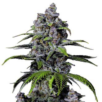 Purple Lemonade FF (FastBuds) feminisiert