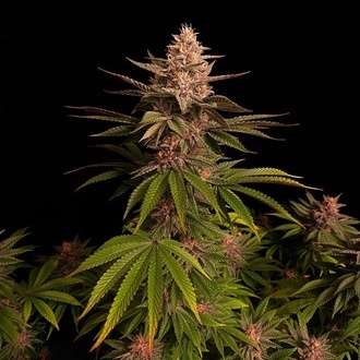 Purple Lemonade FF (FastBuds) feminisiert