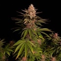 Purple Lemonade FF (FastBuds) feminisiert