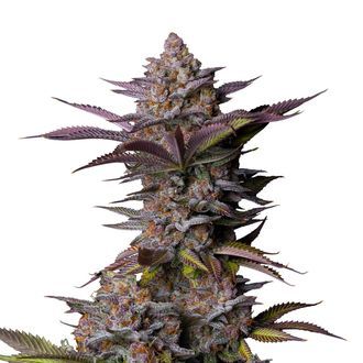 Tropicana Cookies FF (FastBuds) feminisiert