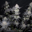 Tropicana Cookies FF (FastBuds) feminisiert