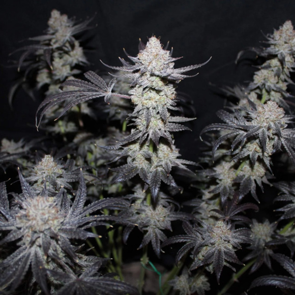 Tropicana Cookies FF (FastBuds) feminisiert