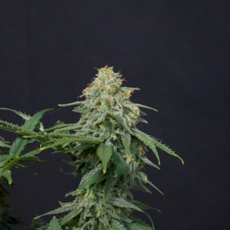 Wedding Cheesecake FF (FastBuds) feminisiert